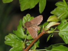 Dioszeghyana schmidtii