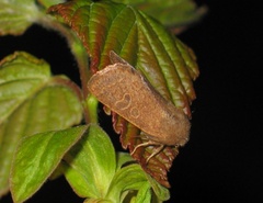 Dioszeghyana schmidtii