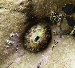 Fissurella virescens