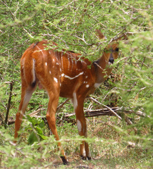 Tragelaphus scriptus bor