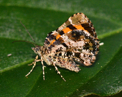 Heterusia