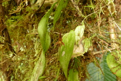 Pleurothallis tipuloides