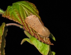 Dioszeghyana schmidtii