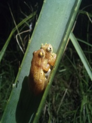 Dendropsophus sanborni