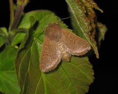 Dioszeghyana schmidtii