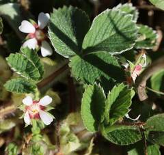 Potentilla micrantha