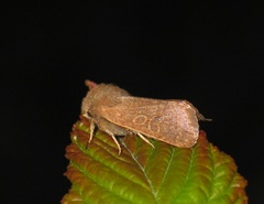 Dioszeghyana schmidtii