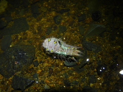 Doratifera oxleyi