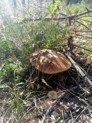 Boletus edulis