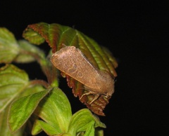 Dioszeghyana schmidtii