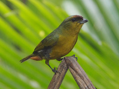 Euphonia gouldi