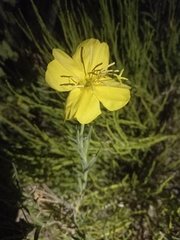 Oenothera affinis