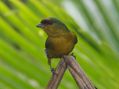 Euphonia gouldi