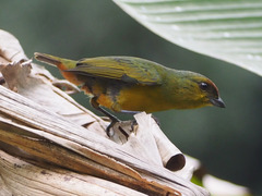 Euphonia gouldi