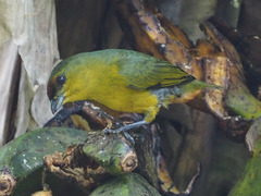 Euphonia gouldi
