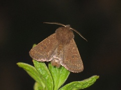 Dioszeghyana schmidtii