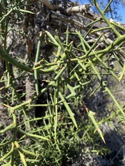 Colletia spinosissima