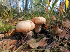 Boletus edulis