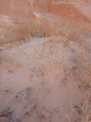 Caroxylon imbricatum
