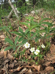 Potentilla alba