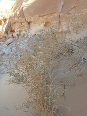 Caroxylon imbricatum