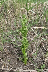 Trinia multicaulis