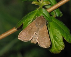 Dioszeghyana schmidtii