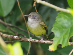 Oncostoma cinereigulare