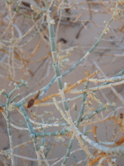 Caroxylon imbricatum