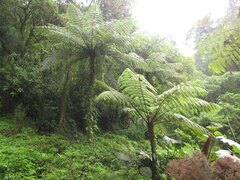 Cyatheaceae