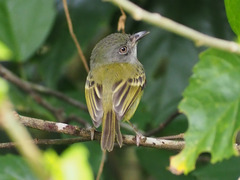 Oncostoma cinereigulare