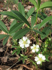 Potentilla alba