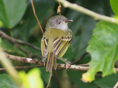 Oncostoma cinereigulare