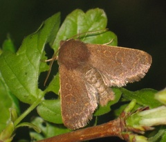 Dioszeghyana schmidtii