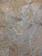 Caroxylon imbricatum