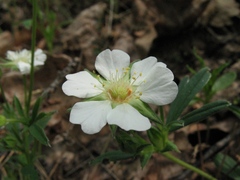 Potentilla alba