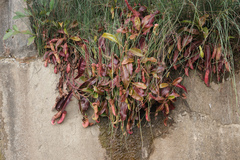 Nepenthes mirabilis