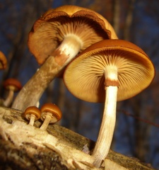 Galerina marginata