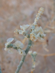 Caroxylon imbricatum