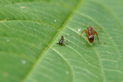 Impatientinum asiaticum