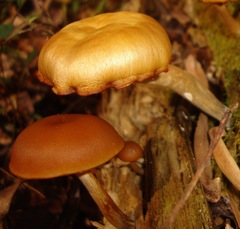 Galerina marginata