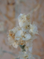 Caroxylon imbricatum