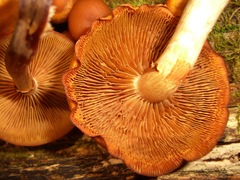 Galerina marginata