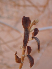 Caroxylon imbricatum