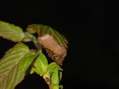 Dioszeghyana schmidtii