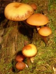 Galerina marginata