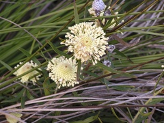 Isopogon sphaerocephalus