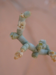 Caroxylon imbricatum