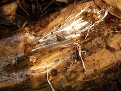 Galerina marginata