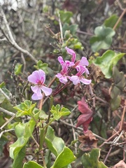Pelargonium peltatum